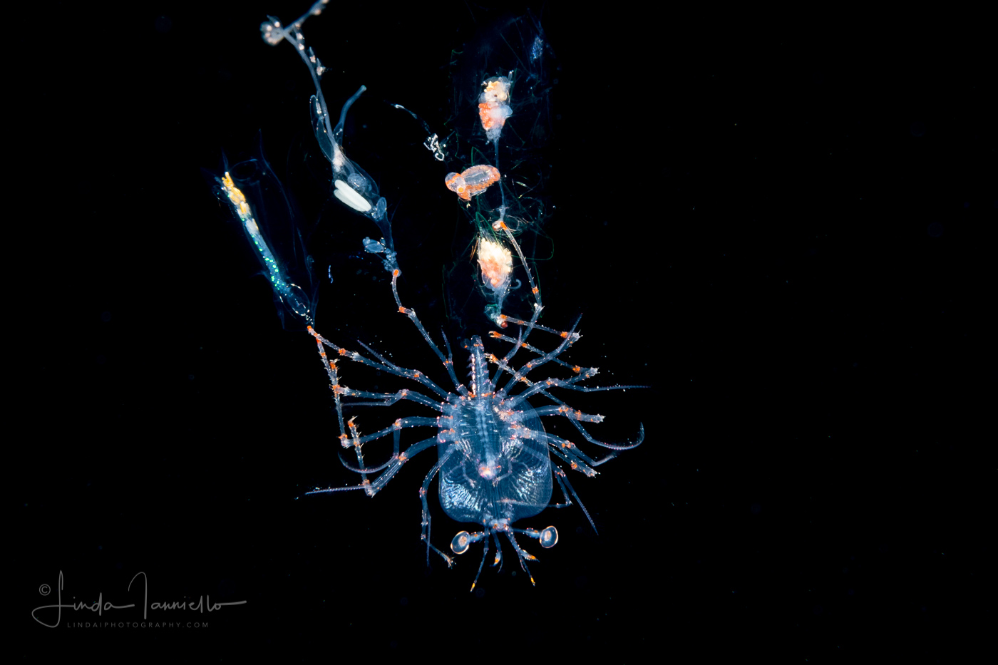 Caribbean Spiny Lobster - Palinuridae - Phyllosoma Stage Larva - with Siphonophores