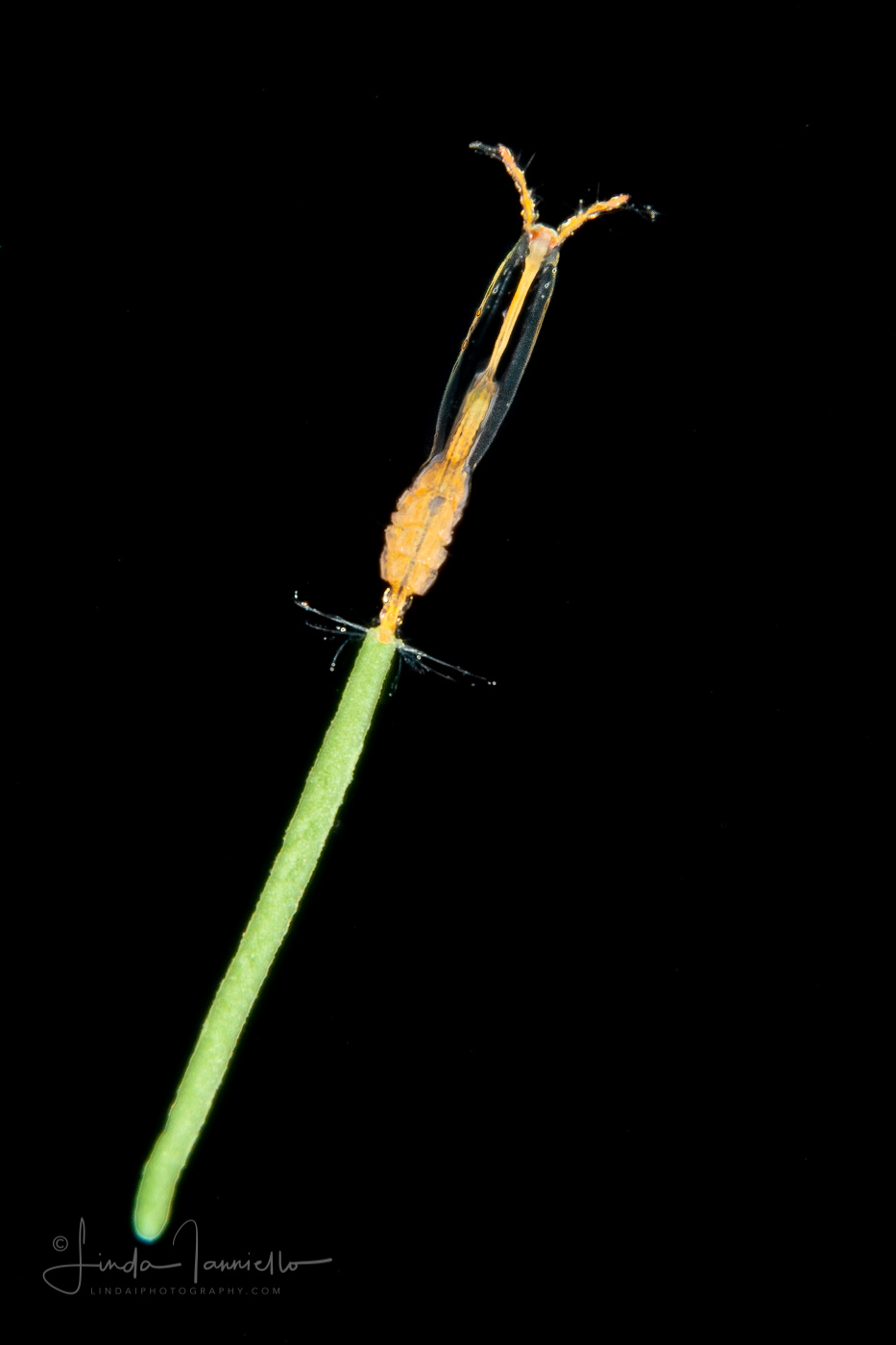 Copepod - Monstrilloida - Female with Eggs