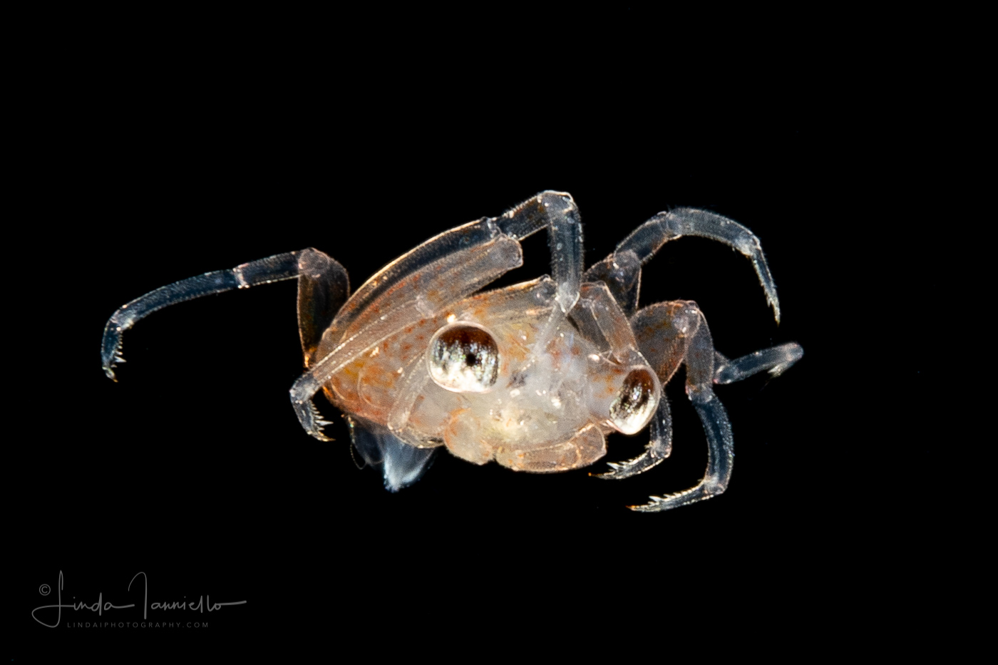 Crab Megalopa Larva - Pea Crab -  Pinnotheridae Family - Dissodactylus species