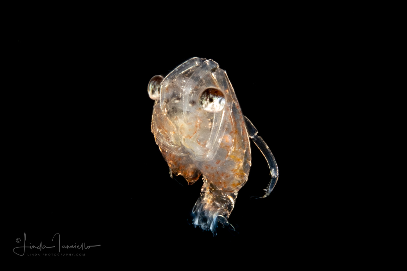 Crab Megalopa Larva - Pea Crab -  Pinnotheridae Family - Dissodactylus species