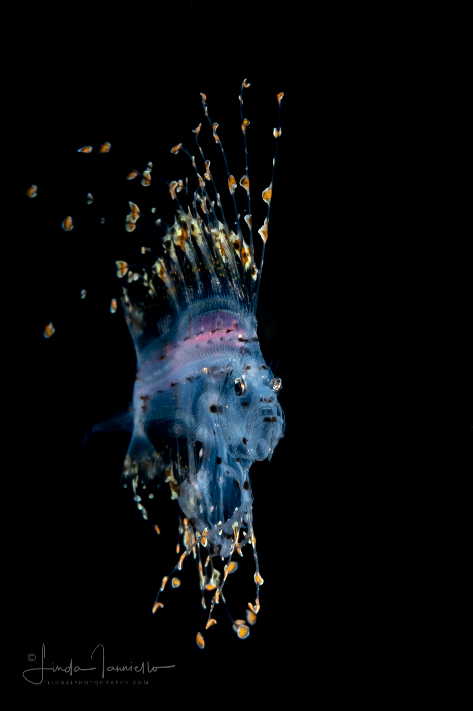 Cusk Eel - Ophidiidae Family - Brotulotaenia sp.
