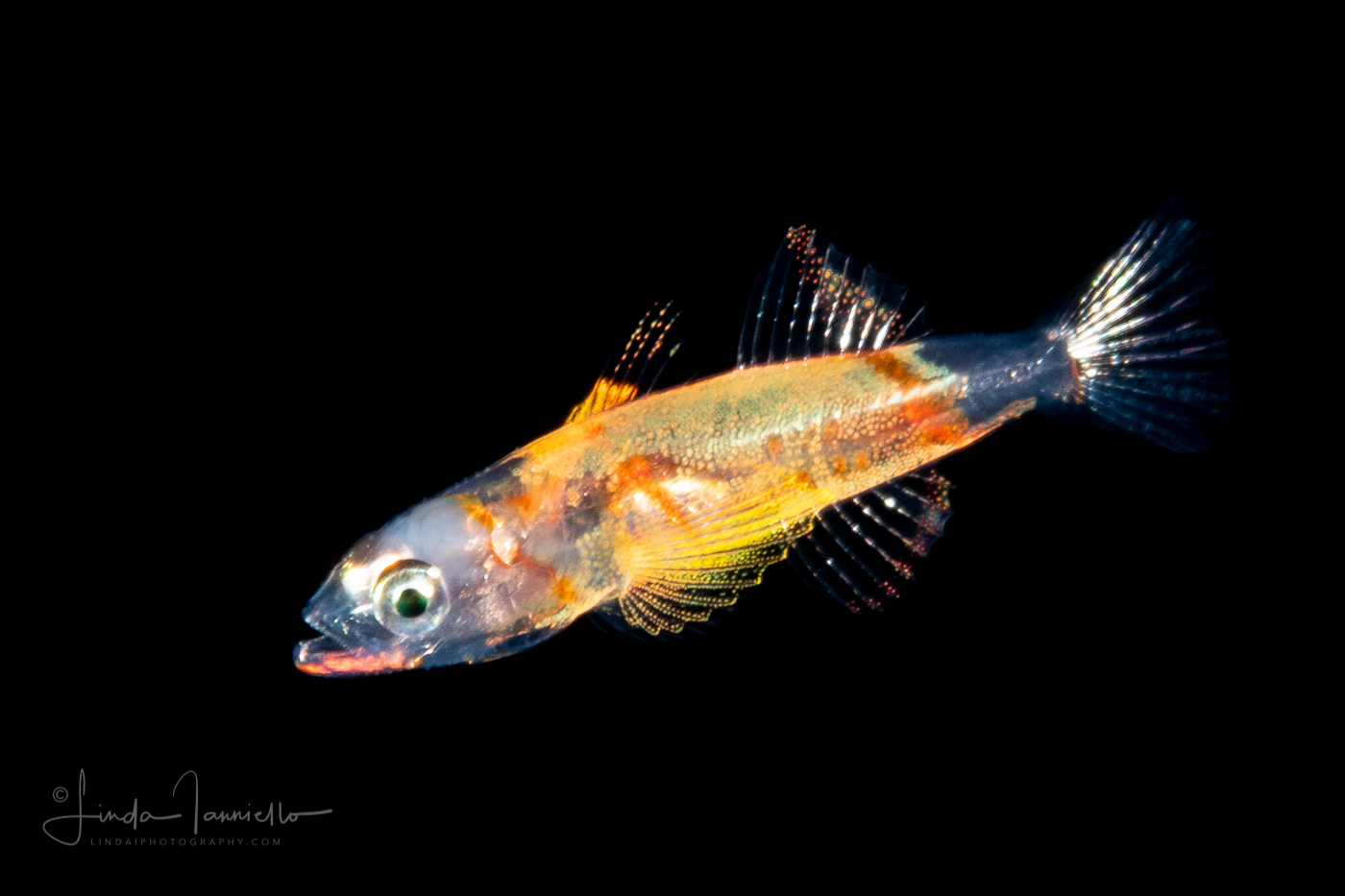 Goby Larva - Rusty - Gobiidae Family - Priolepis hipoliti