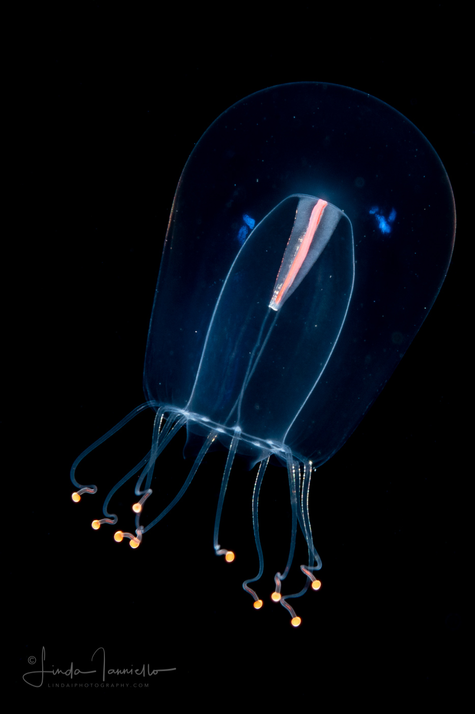Hydromedusa - Anthoathecata - Protiaropsis anonyma