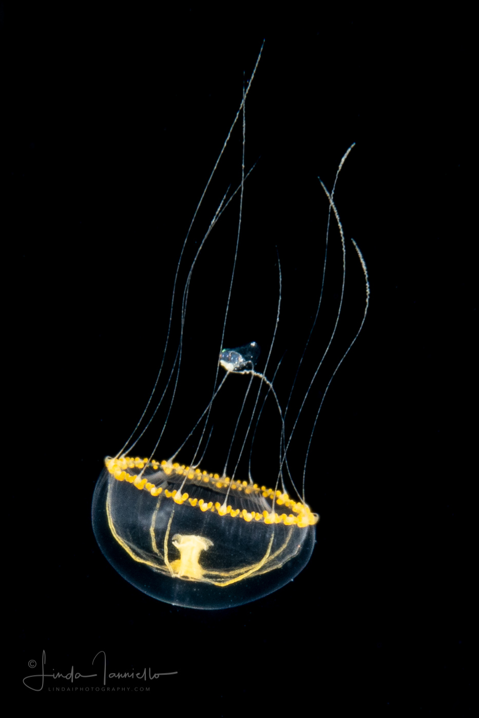 Hydromedusa - Leptothecata - Wuvula ochracea