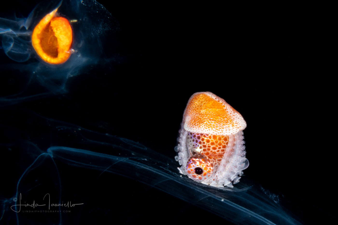 Paper Nautilus - Argonaut - Argonautidae - Pelagic Octopus - Female - In a Salp Chain