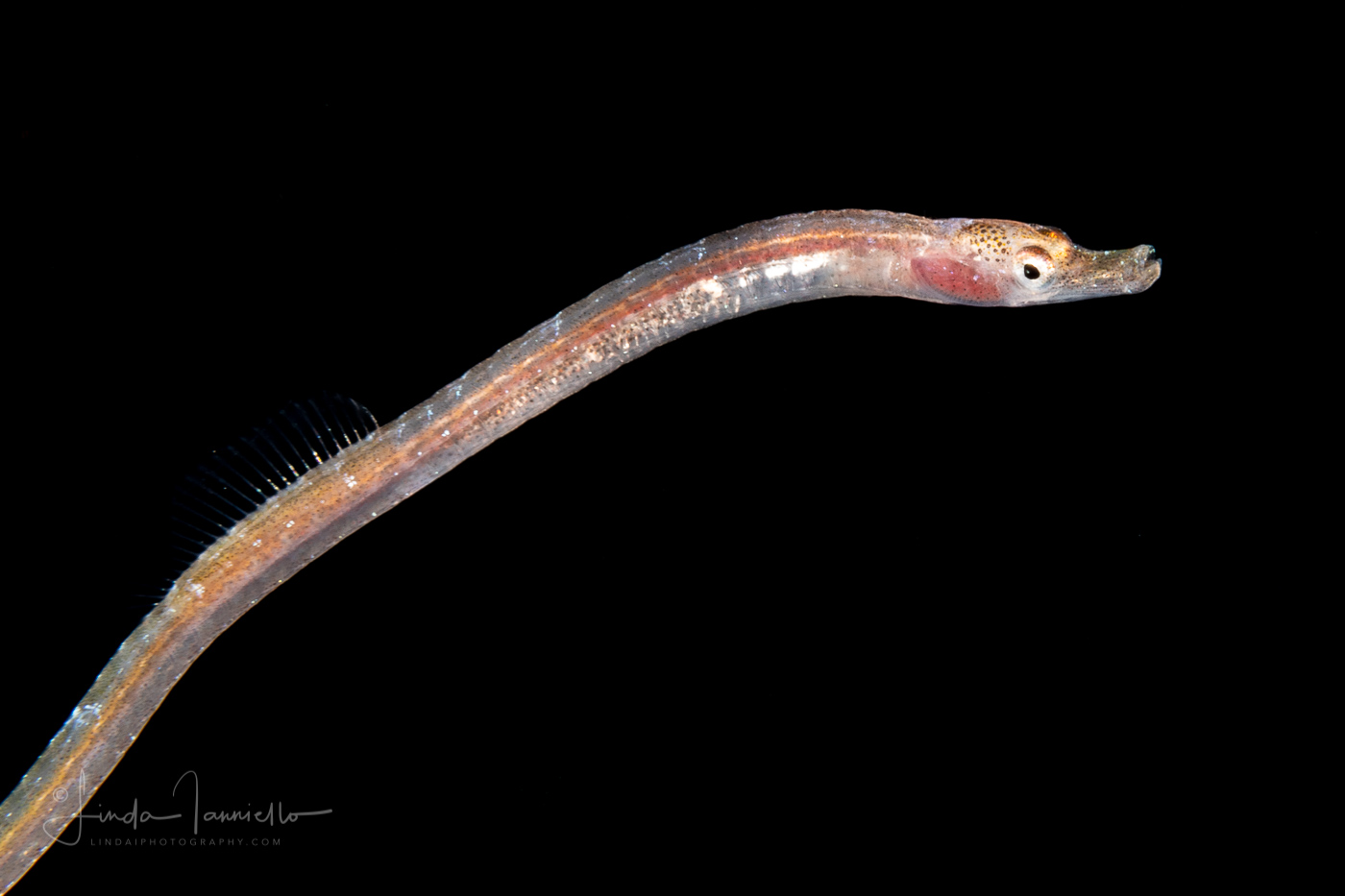 Pipefish - Probably Pugnose - Syngnathidae Family - Bryx dunckeri