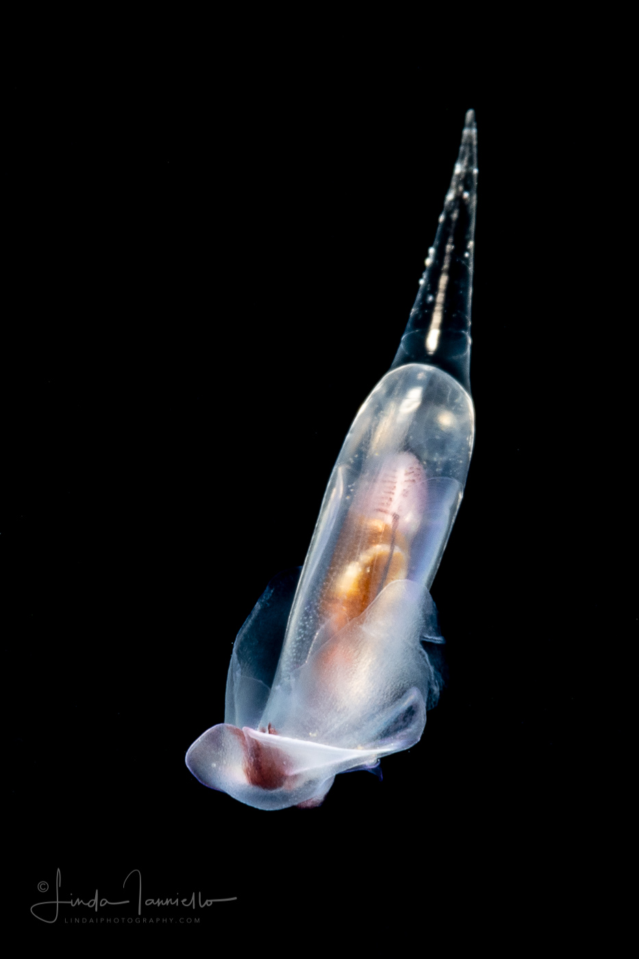Sea Butterfly - Pteropoda - Euthecosomata - Cuvierina cf. atlantica