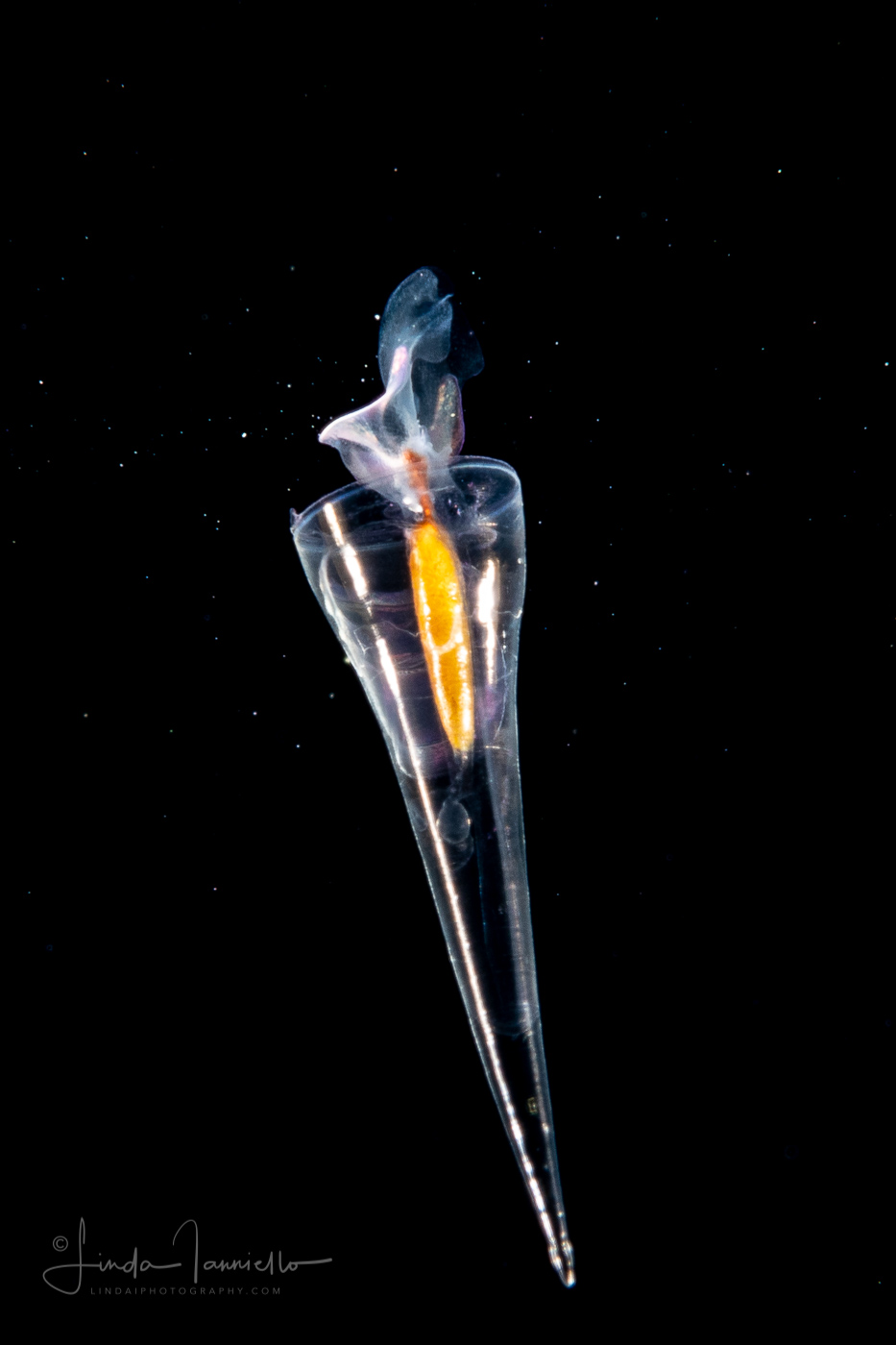 Sea Butterfly - Pteropoda - Euthecosomata - Cuvierina cf. atlantica - Broken Shell?
