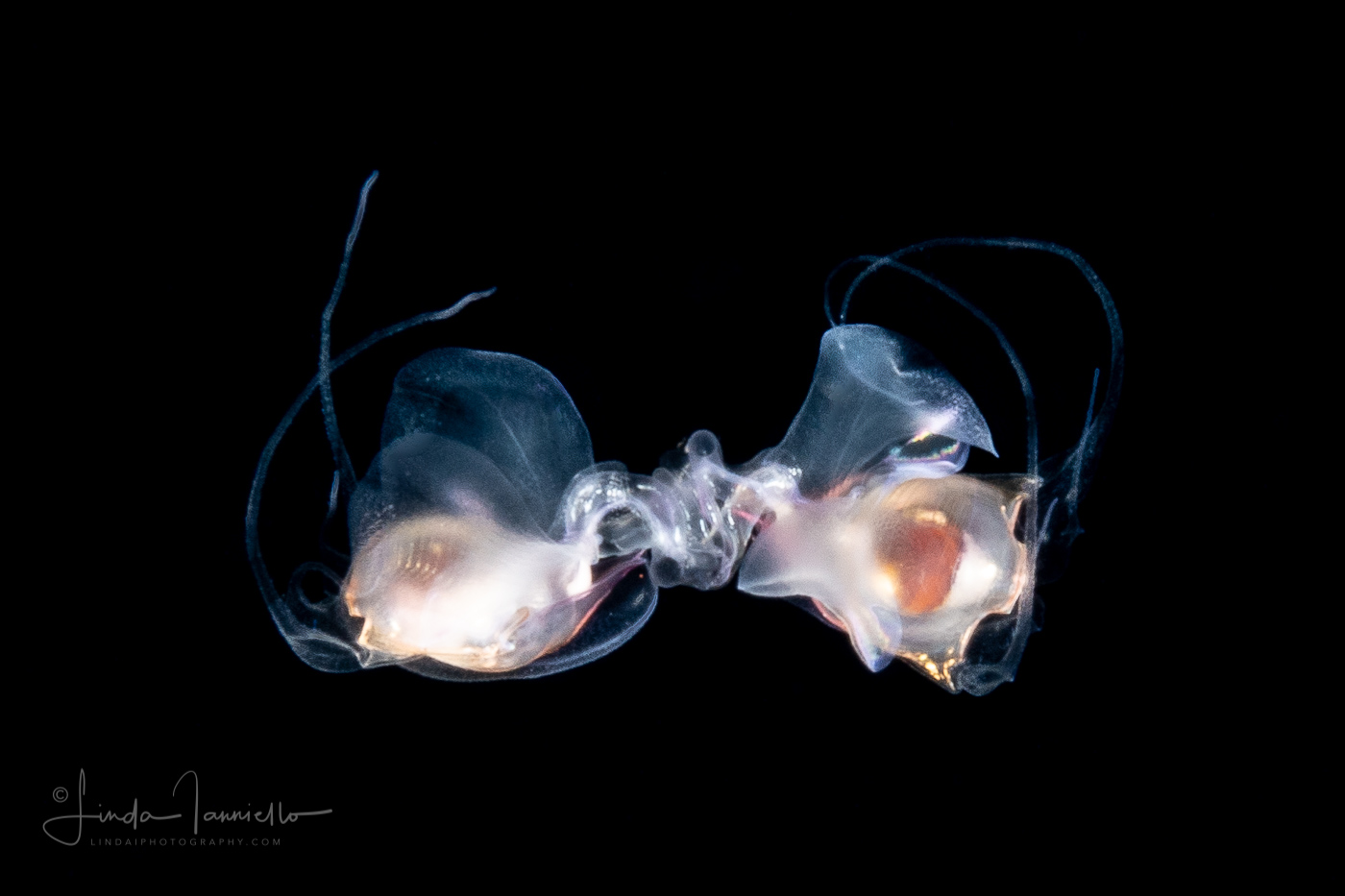 Sea Butterfly - Pteropoda - Euthecosomata - Diacavolinia longirostris - Mating