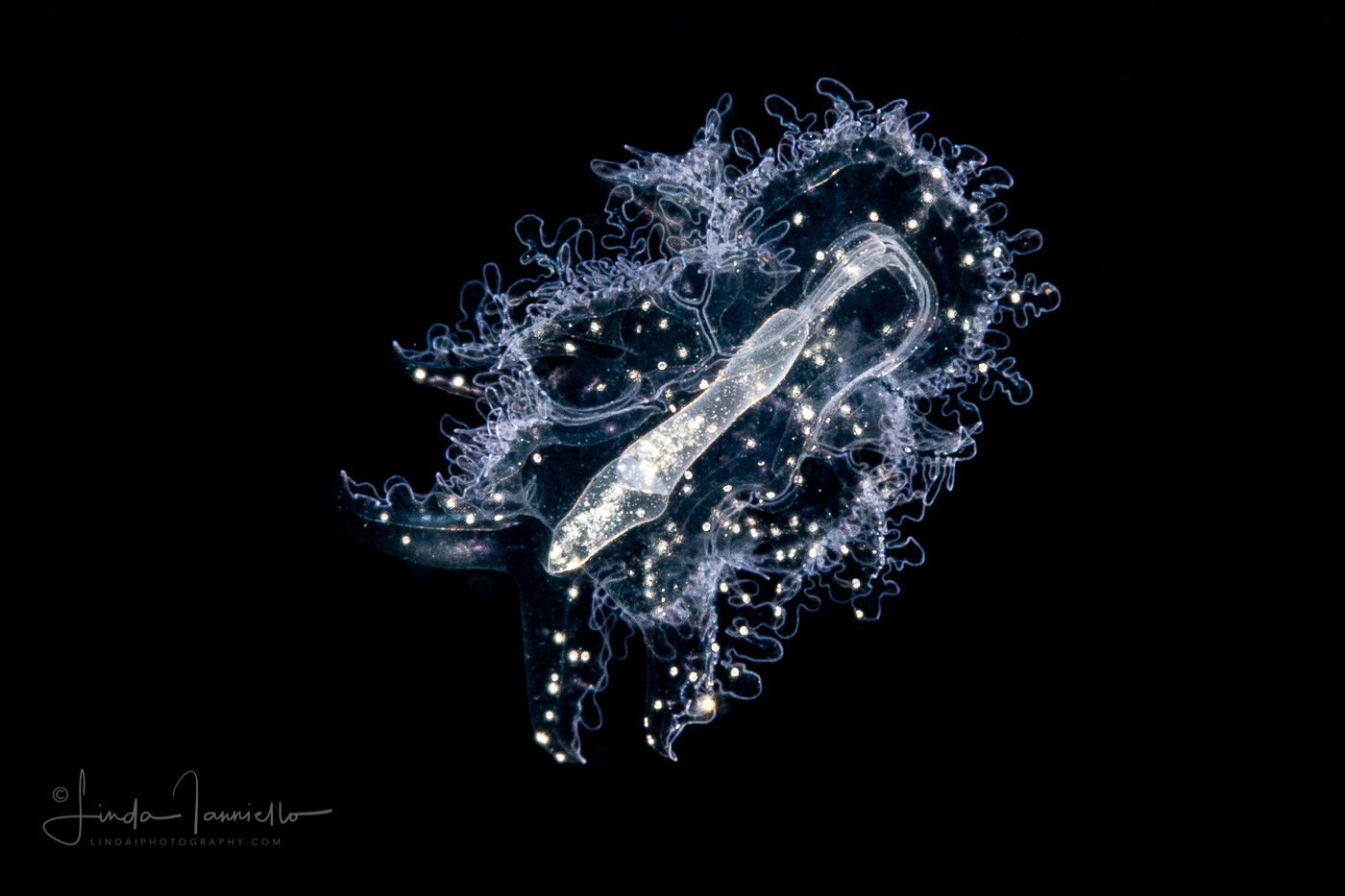 Sea Cucumber - Large Auricularia Stage Larva -  Protankyra brychia