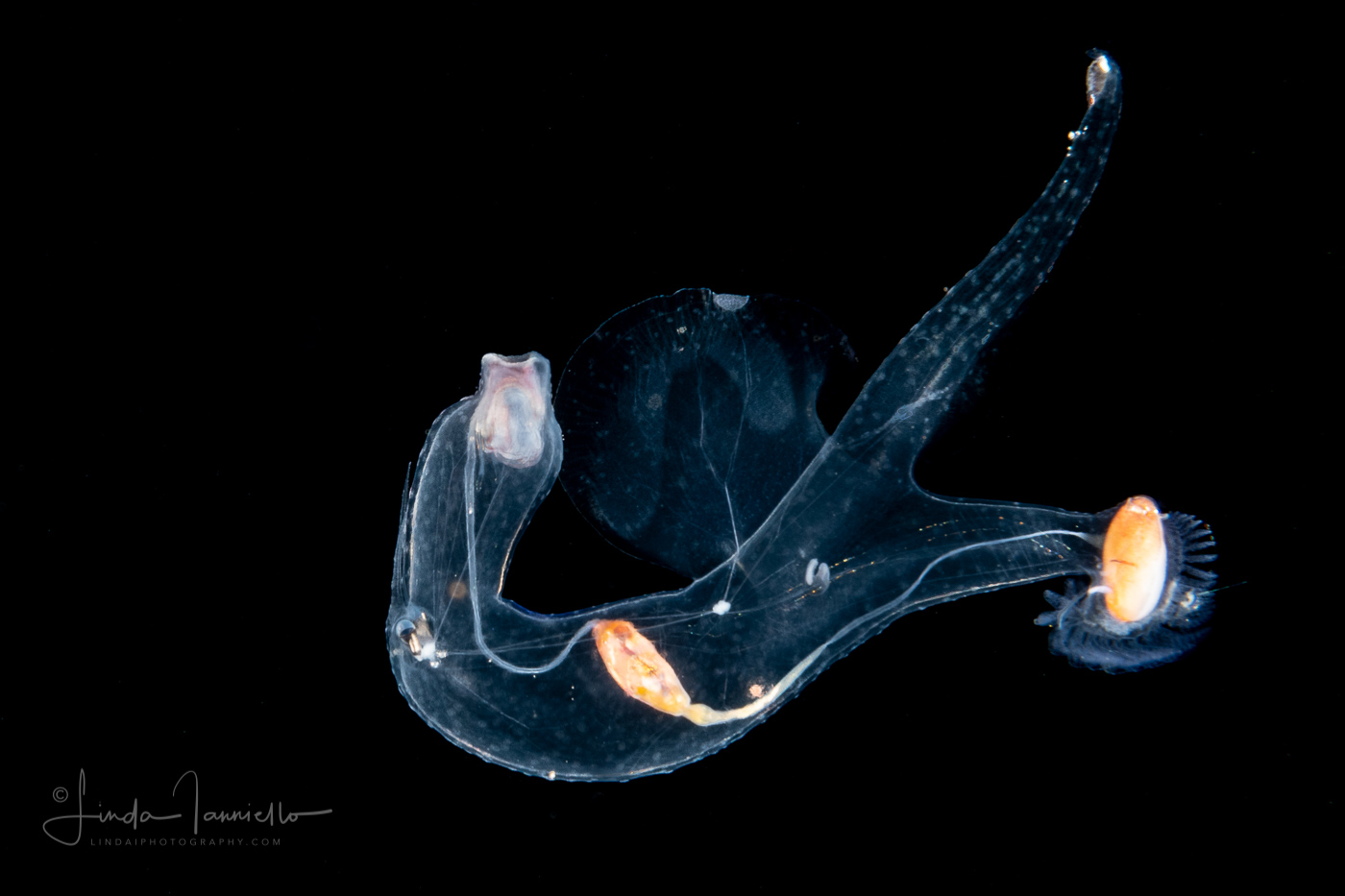 Sea Elephant - Heteropod - Carinariidae - Carinariid - Cardiapoda placenta