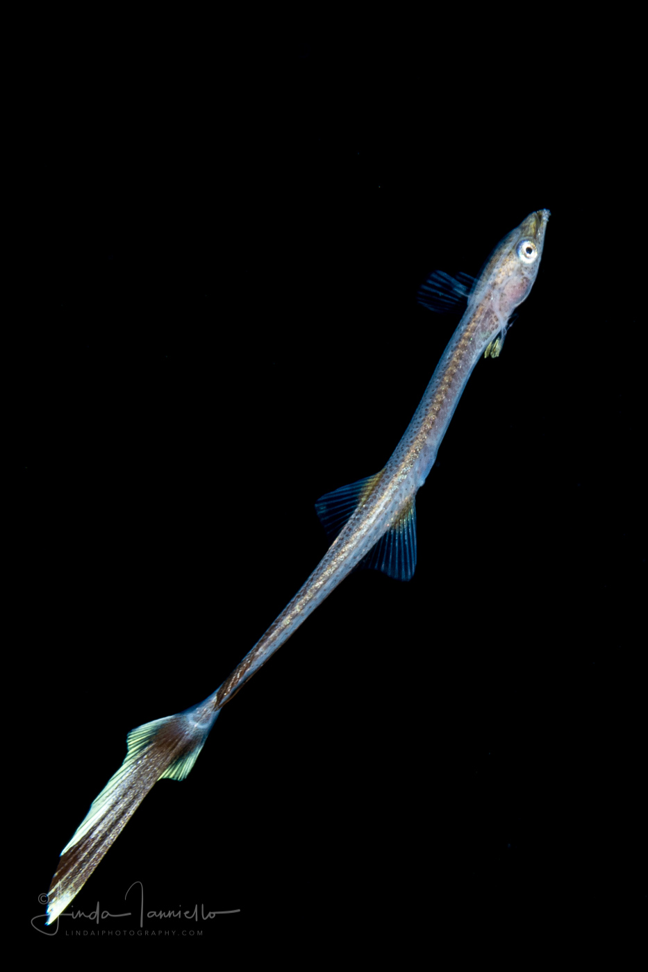 Suckerfish - Slender - Lousefish - Echeneidae Family - Phtheirichthys lineatus