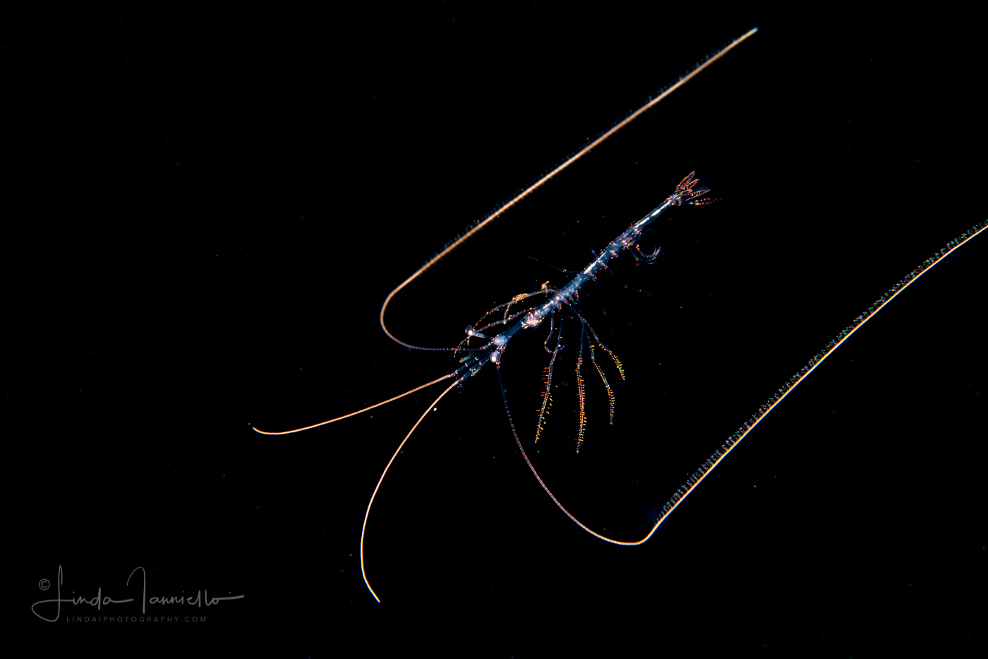 Shrimp - Sergestidae Family