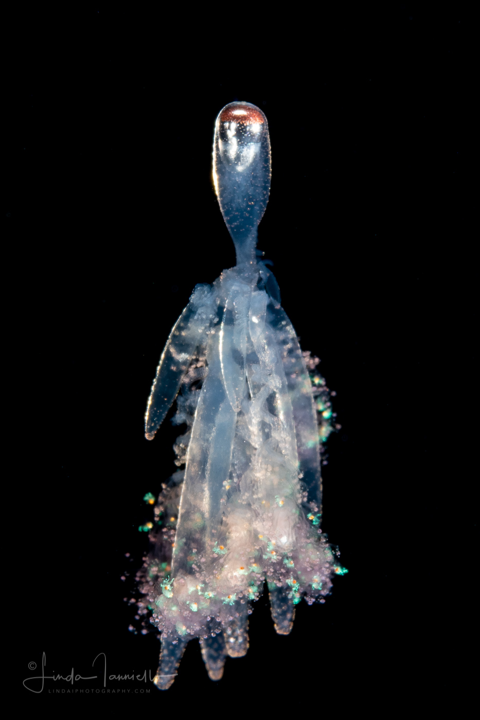 Siphonophore - Rhizophysidae - Rhizophysa species