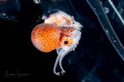 Argonautoid - Argonautoidea - Pelagic Octopus - In a Salp Chain Argonautoid - Argonautoidea - Pelagic Octopus - In a Salp Chain
