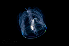 Acorn Worm - Tornaria larva of a hemichordate worm