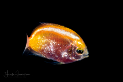 Angelfish - Pomacanthidae Family