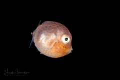Boxfish - Cowfish or Trunkfish - Ostraciidae Family