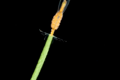 Copepod - Monstrilloida - Female with Eggs