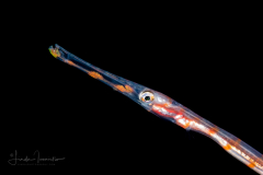 Cornetfish - Fistulariidae Family - Fistularia sp.