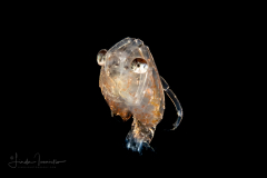 Crab Megalopa Larva - Pea Crab -  Pinnotheridae Family - Dissodactylus species