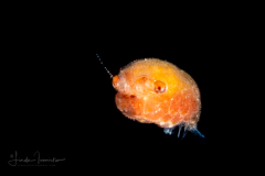 Crab Megalopa Larva - Probably Dromiidae Family