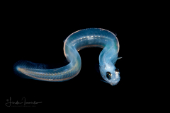 Cusk Eel - Ophidiidae Family