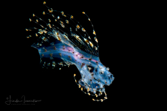 Cusk Eel - Ophidiidae Family - Brotulotaenia sp.