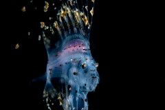 Cusk Eel - Ophidiidae Family - Brotulotaenia sp.