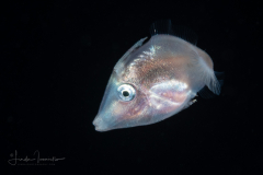 Filefish - Monacanthidae Family