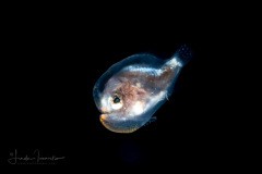 Frogfish Larva - Antennariidae Family