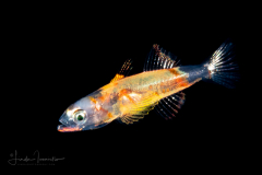 Goby Larva - Rusty - Gobiidae Family - Priolepis hipoliti