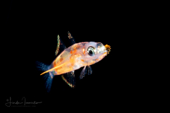 Goby Larva - Rusty - Gobiidae Family - Priolepis hipoliti