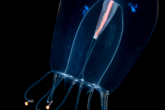 Hydromedusa - Anthoathecata - Protiaropsis anonyma