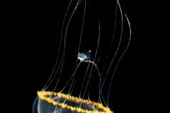 Hydromedusa - Leptothecata - Wuvula ochracea