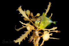 Jack - Carangidae Family - Hiding in Sargassum