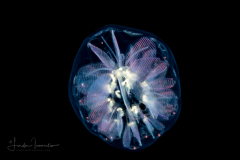 Pyrosomatida - Small Pyrosome