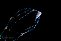 Ribbonfish - Scalloped - Trachipteridae Family - Zu cristatus