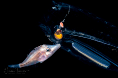 Filefish - Slender - Monacanthidae Family - Monacanthus tuckeri - with a Salp