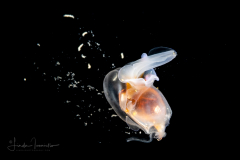 Sea Butterfly - Pteropoda - Euthecosomata - Cavolinia tridentata  ??