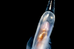 Sea Butterfly - Pteropoda - Euthecosomata - Cuvierina cf. atlantica