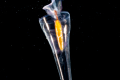 Sea Butterfly - Pteropoda - Euthecosomata - Cuvierina cf. atlantica - Broken Shell?