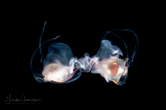 Sea Butterfly - Pteropoda - Euthecosomata - Diacavolinia longirostris - Mating