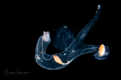 Sea Elephant - Heteropod - Carinariidae - Carinariid - Cardiapoda placenta