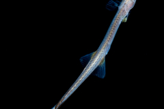 Sharksucker - Echeneidae Family - Echeneis species