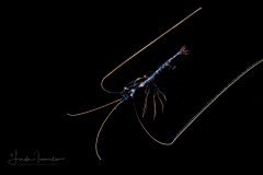 Shrimp - Sergestidae Family