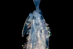 Siphonophore - Rhizophysidae - Rhizophysa species
