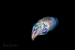 Squid - Possibly Walvisteuthis species