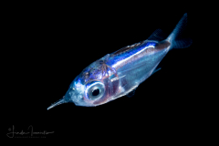 Squirrelfish - Holocentridae Family - Holocentrus species