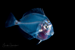 Surgeonfish - Acanthuridae Family - Acanthurus species